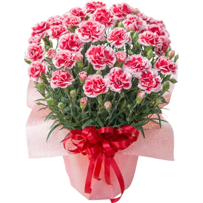 母の日 早割 カーネーション ギフト